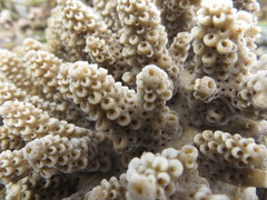 Acropora digitifera