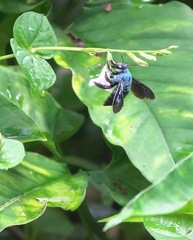 Xylocopa caerulea