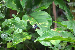 Xylocopa caerulea