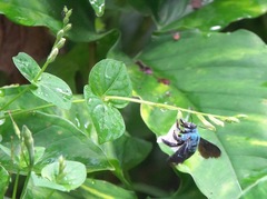 Xylocopa caerulea