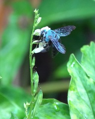 Xylocopa caerulea