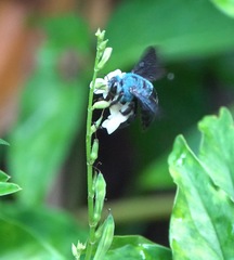 Xylocopa caerulea