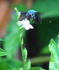 Xylocopa caerulea