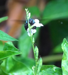 Xylocopa caerulea