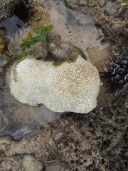 Paramontastraea serageldini