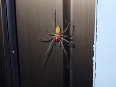 Cheiracanthium japonicum