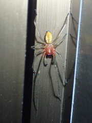 Cheiracanthium japonicum