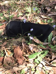 Wahlenbergia capillaris
