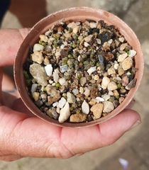 Frailea castanea