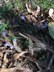 Wahlenbergia capillaris