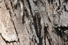 Austroaeschna parvistigma