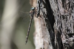 Austroaeschna parvistigma