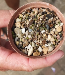 Frailea castanea