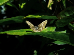 Lepidoptera