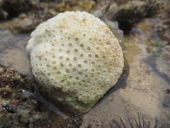 Paramontastraea serageldini