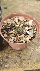 Frailea castanea