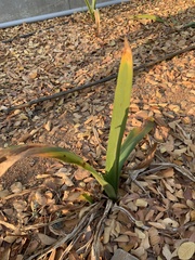 Hymenocallis littoralis