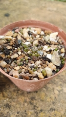 Frailea castanea