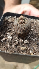 Frailea castanea