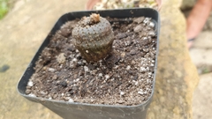 Frailea castanea