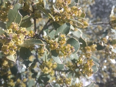 Rhamnus alaternus