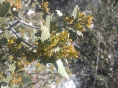 Rhamnus alaternus