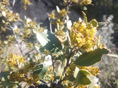 Rhamnus alaternus