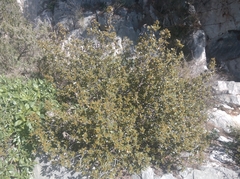 Rhamnus alaternus