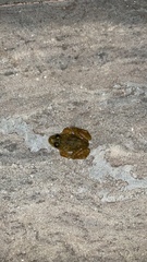 Minervarya syhadrensis