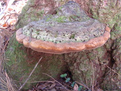 Phellinus everhartii