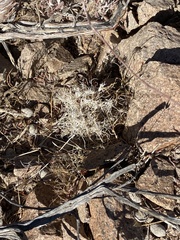 Dasyochloa pulchella