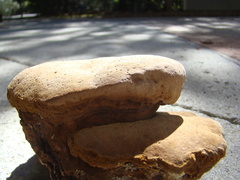 Phellinus everhartii