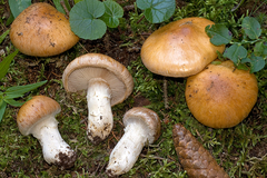 Cortinarius claricolor