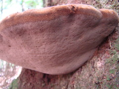 Phellinus everhartii