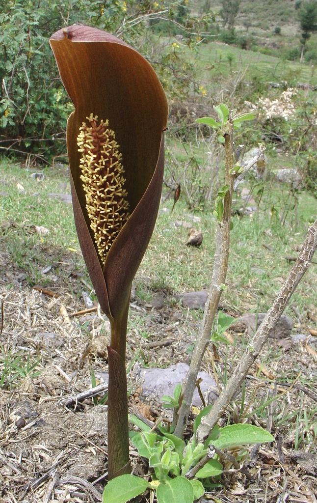 Gorgonidium intermedium