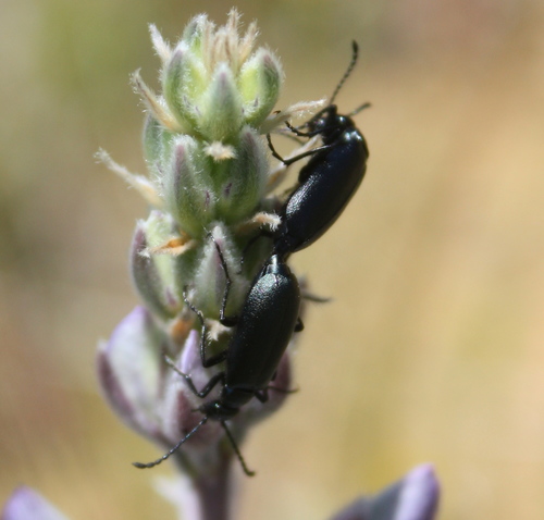 Coleoptera