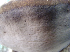 Phellinus everhartii