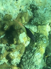 Bodianus mesothorax