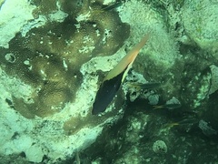 Bodianus mesothorax