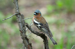 Fringilla coelebs