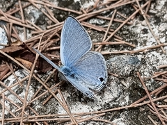 Catochrysops panormus exiguus