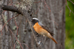 Phoenicurus phoenicurus