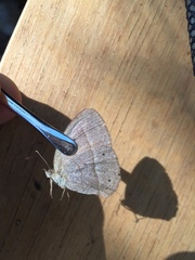 Yphthimoides patricia