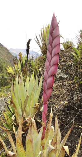 Tillandsia walteri, photograph 1