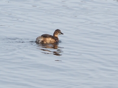 Tachybaptus ruficollis