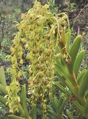 Epidendrum densifolium