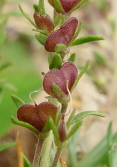 Veronica orientalis