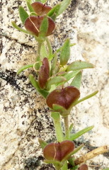 Veronica orientalis