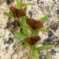 Veronica orientalis
