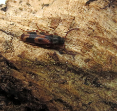 Hypulus quercinus